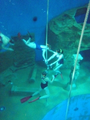 Tauchausbildung Tauchturm Dive4Live