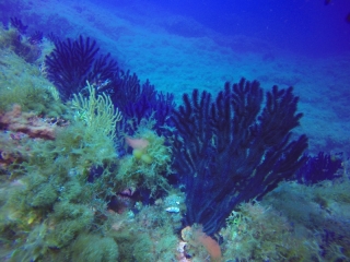 Naturschutzgebiet Port Cros