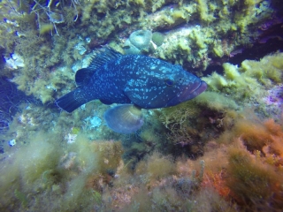 Naturschutzgebiet Port Cros