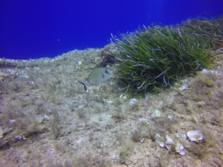 Naturschutzgebiet Port Cros