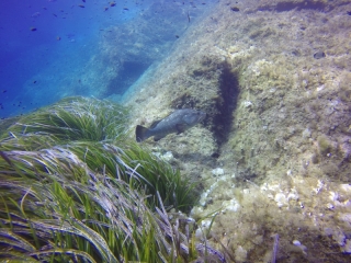 Naturschutzgebiet Port Cros