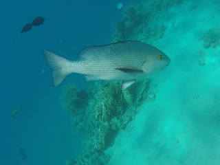 silberner-Fisch-neu