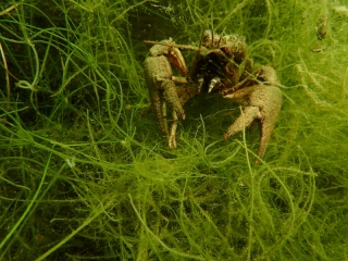 Antauchen 2018 Marxweiher