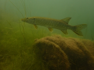 Antauchen 2018 Marxweiher