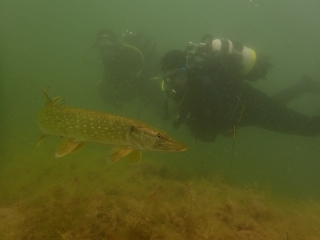 Antauchen 2018 Marxweiher