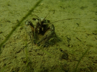 Antauchen 2018 Marxweiher