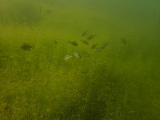 Tauchtreff Jägerweiher