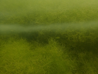 Tauchtreff Jägerweiher