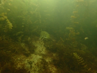 Tauchtreff Jägerweiher