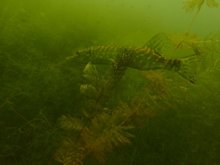 Tauchtreff Jägerweiher