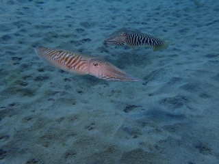 Vereinsfahrt Fuerteventura 2018