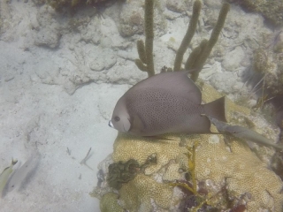 Florida 2018