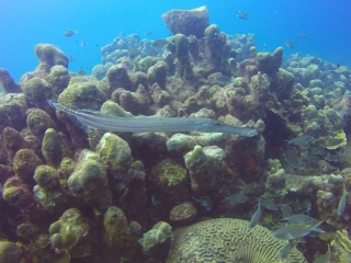 Curacao 2018