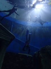 Dive4Live 13.01.2019
