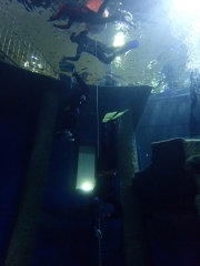 Dive4Live 13.01.2019