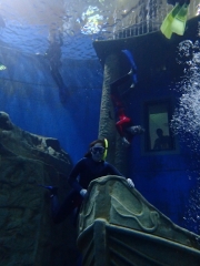 Dive4Live 13.01.2019