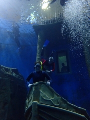 Dive4Live 13.01.2019