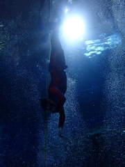 Dive4Live 13.01.2019