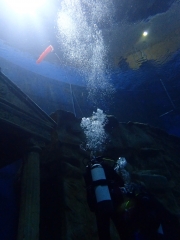 Dive4Live 13.01.2019