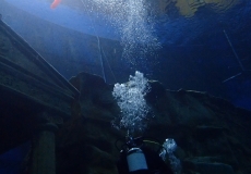 Dive4Live 13.01.2019
