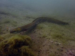 Tauchen im St. Leoner See