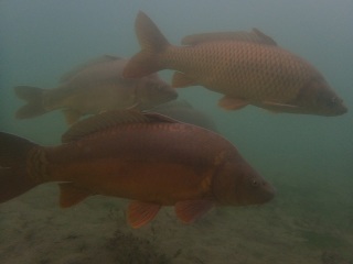 Tauchen im St. Leoner See