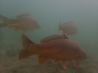 Tauchen im St. Leoner See
