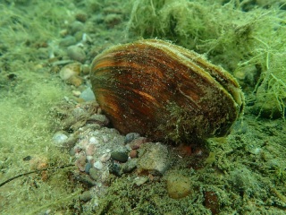 Tauchen im St. Leoner See