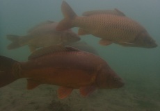 Tauchen im St. Leoner See