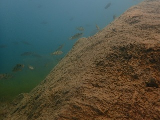 Tauchtreff mit Apnoe am 01.07.2021