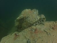 SK Süßwasserbiologie 2021