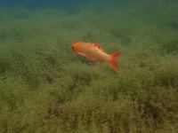 SK Süßwasserbiologie 2021