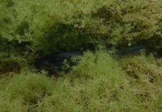 SK Süßwasserbiologie 2021