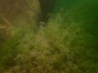 SK Süßwasserbiologie 2022