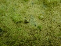 SK Süßwasserbiologie 2022