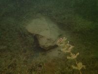 SK Süßwasserbiologie 2022