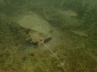 SK Süßwasserbiologie 2022