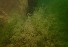 SK Süßwasserbiologie 2022