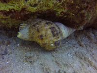 Kreta 2022 -Mare Sud Diving Center