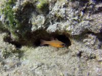 Kreta 2022 -Mare Sud Diving Center