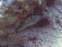 Kreta 2022 -Mare Sud Diving Center