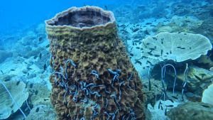 Reisebericht Koh Chang/ Thailand 2023