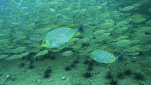 Reisebericht Koh Chang/ Thailand 2023