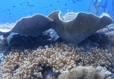 Reisebericht Koh Chang/ Thailand 2023