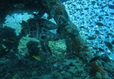 Reisebericht Koh Chang/ Thailand 2023