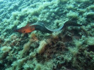 Reisebericht Korsika 2023 Calvi