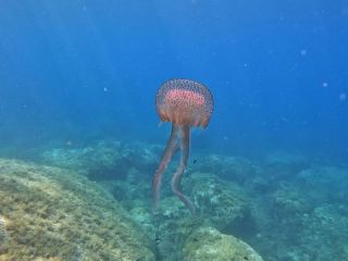 Reisebericht Korsika 2023 Calvi