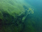 SK Süßwasserbiologie 2024