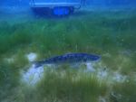 Antauchen Hunsfels am 06.06.2025