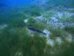 Antauchen Hunsfels am 06.06.2025
